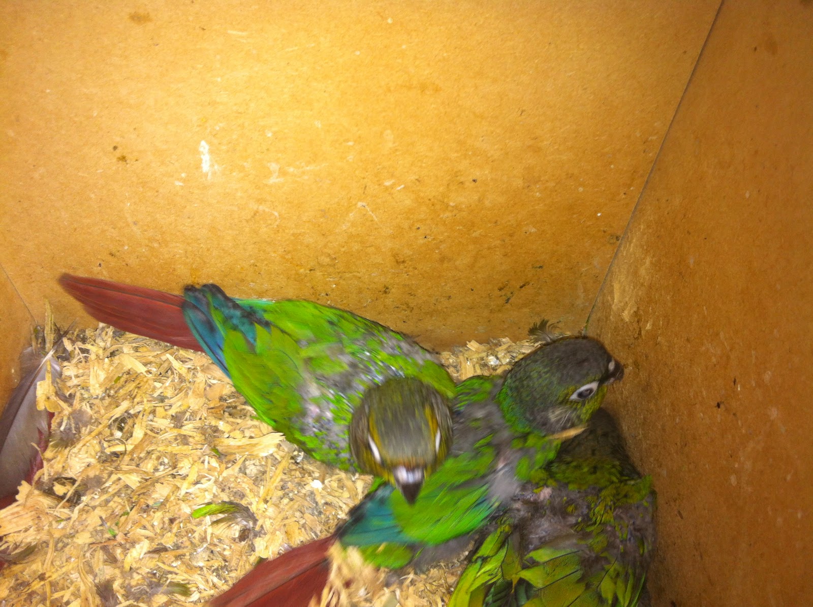 Parrot Breeding Green Cheeked Conure Chicks Leg Banding